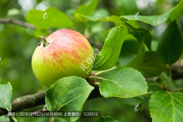 蘋果枝