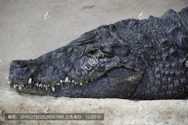 尼羅河鱷魚肖像