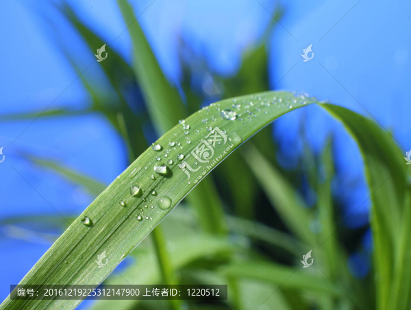 露珠