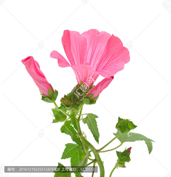 粉色牽牛花的白色背景