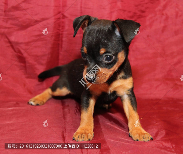 俄羅斯玩具犬