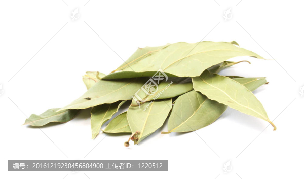 月桂葉白色