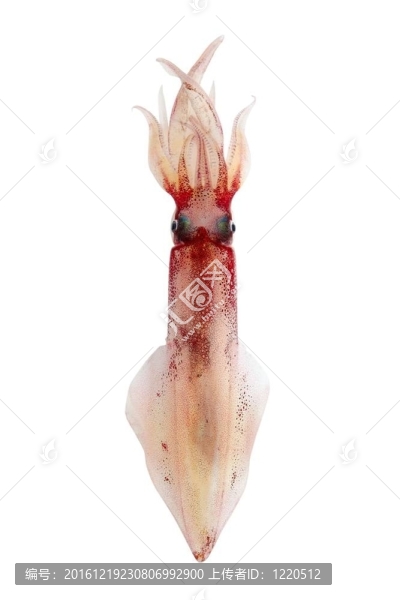 活魷魚海鮮白