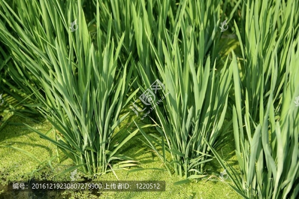 西班牙稻田綠地草甸