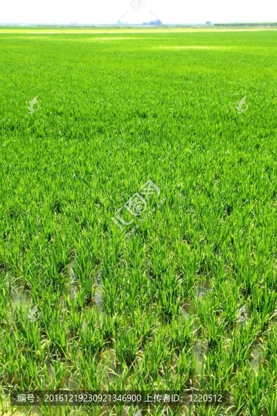 瓦倫西亞省農(nóng)業(yè)稻田透視在西班牙