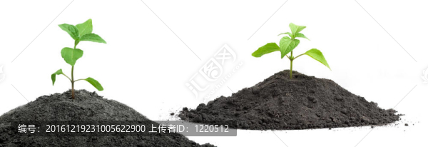 萌芽