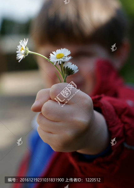 孩子提供的雛菊