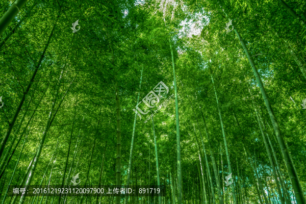 竹林風(fēng)光,竹林背景素材