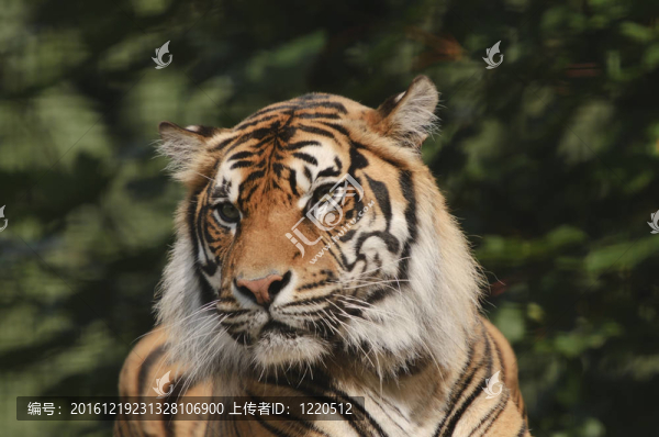 蘇門答臘虎