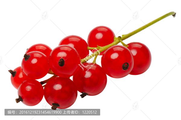 紅醋栗漿果；孤立在白色背景