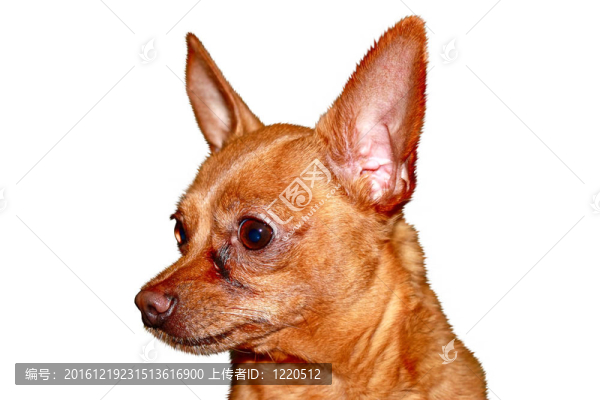 狗