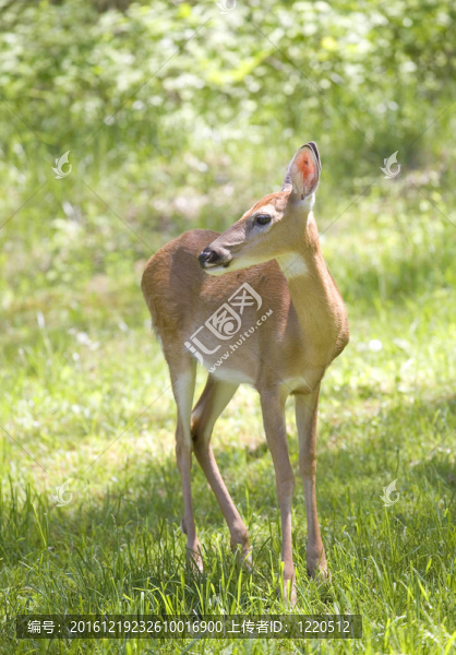 晴天DOE