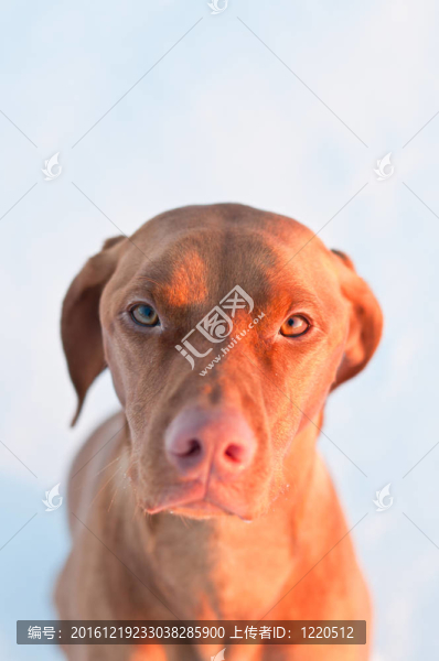 維茲拉犬冬季的肖像。