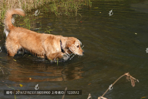 金毛獵犬