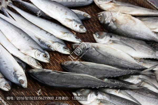 干魚