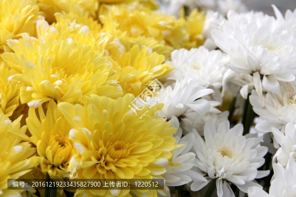 熱帶花卉