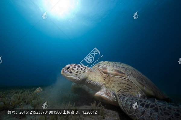 綠海龜與海洋