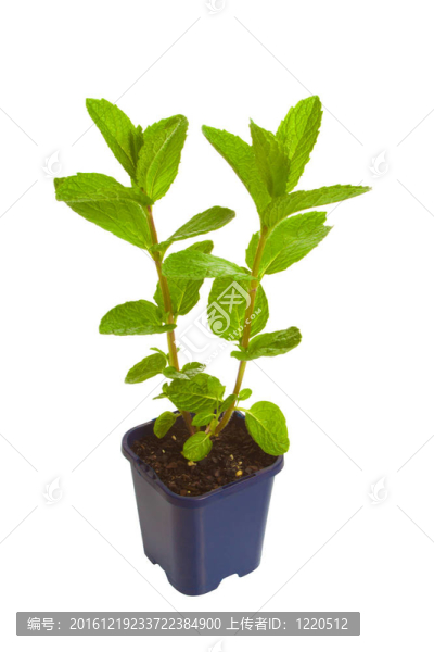 常見的薄荷