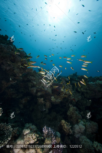 珊瑚；魚和海洋