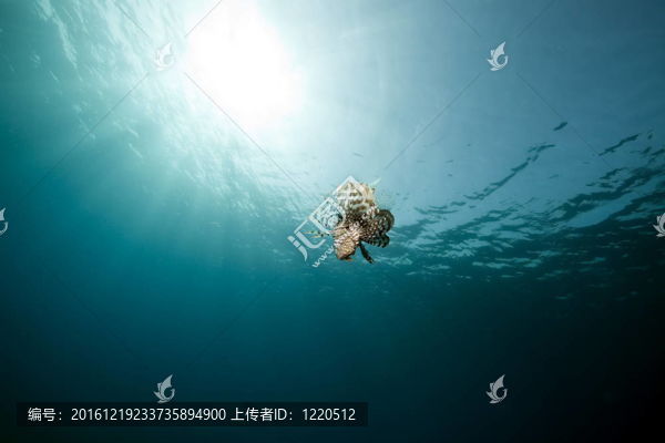 獅子魚和廣闊的藍色海洋