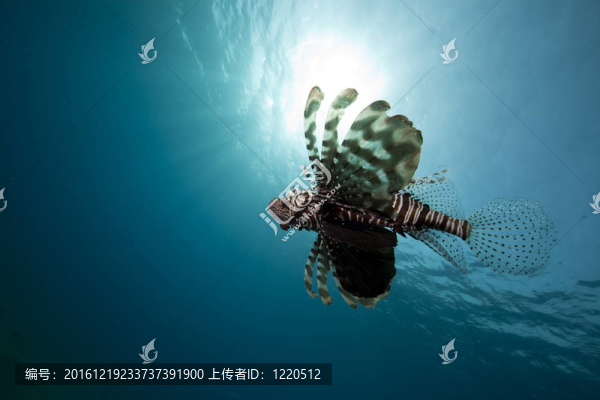 獅子魚和廣闊的藍(lán)色海洋