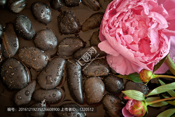 黑色卵石上的粉紅色花朵