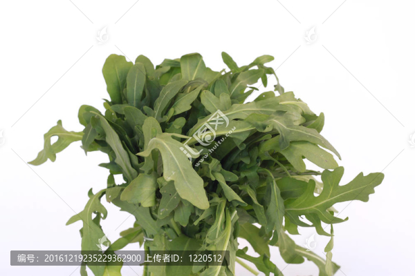新鮮蔬菜