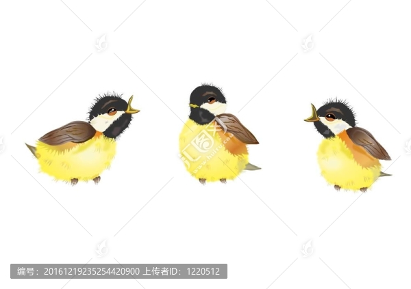 三山雀鳥