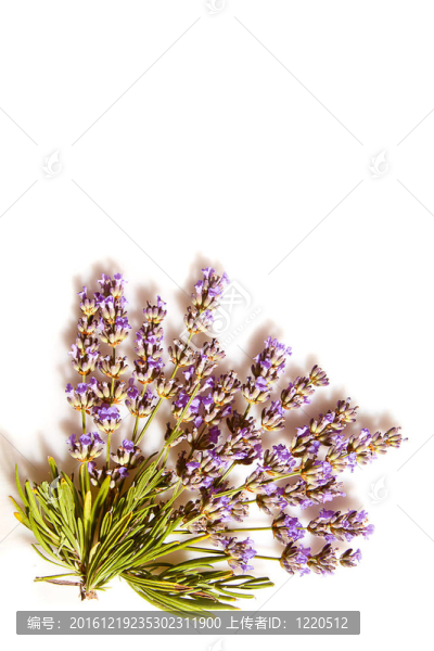 束薰衣草