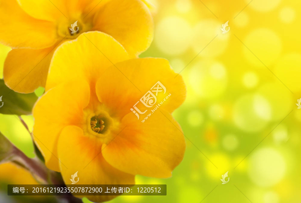在白色背景的黃色的花