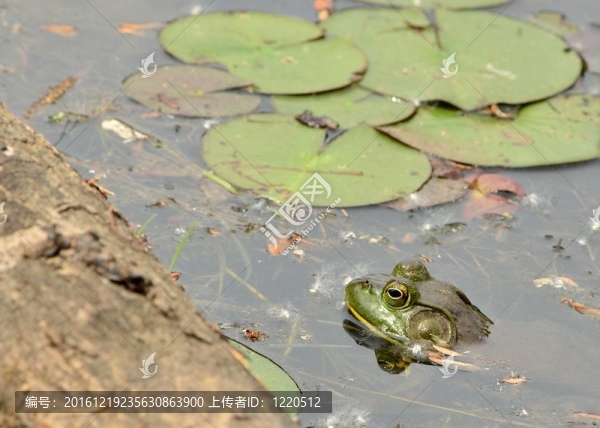 牛蛙