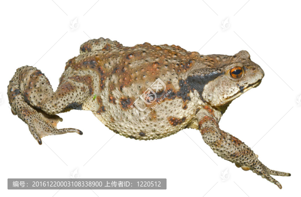 蟾蜍（Bufo,gargarizans）24