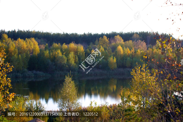 美麗的風景。森林的田野和邊緣