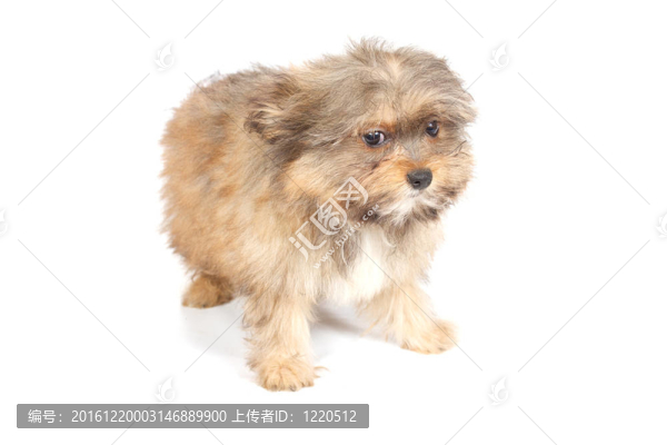 chihuhua小狗在白色的背景
