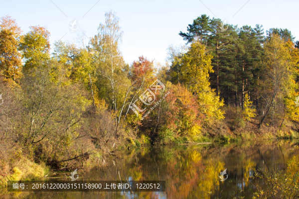 美麗的風景。森林的田野和邊緣