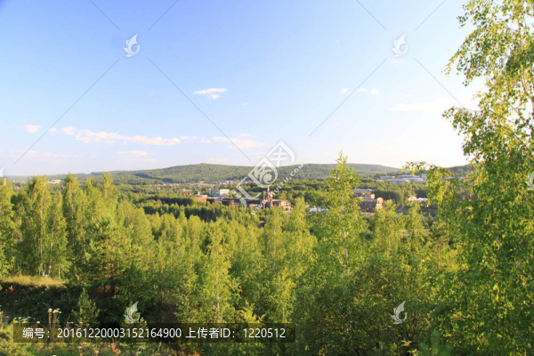 美麗的森林景觀