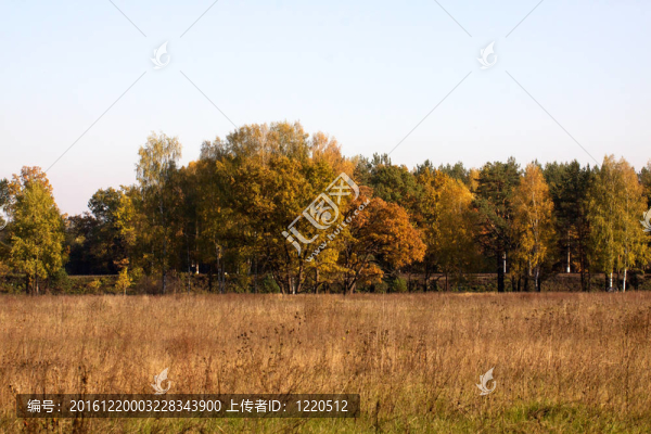 美麗的風(fēng)景。森林的田野和邊緣