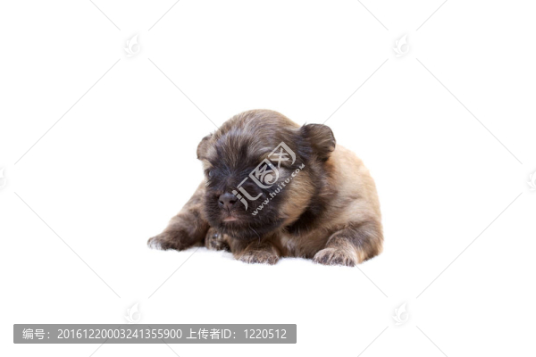 奇瓦瓦小狗白色