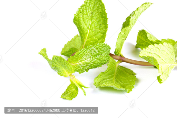 新鮮綠薄荷