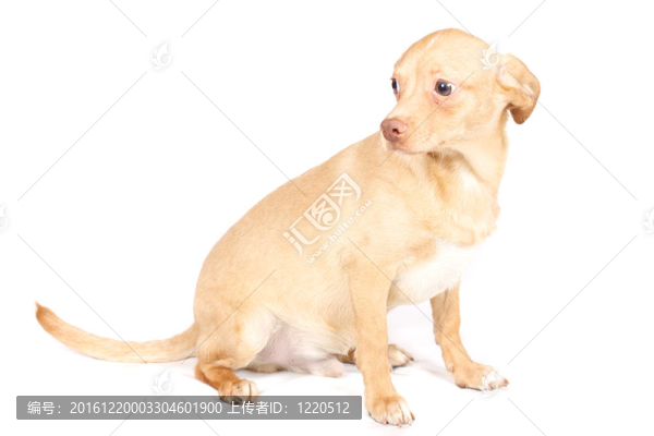 chihuhua小狗在白色的背景