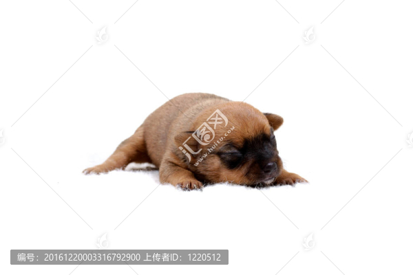 奇瓦瓦小狗白色