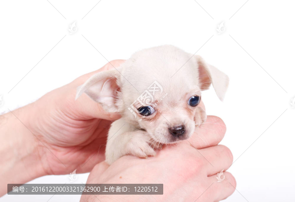 chihuhua小狗在白色的背景