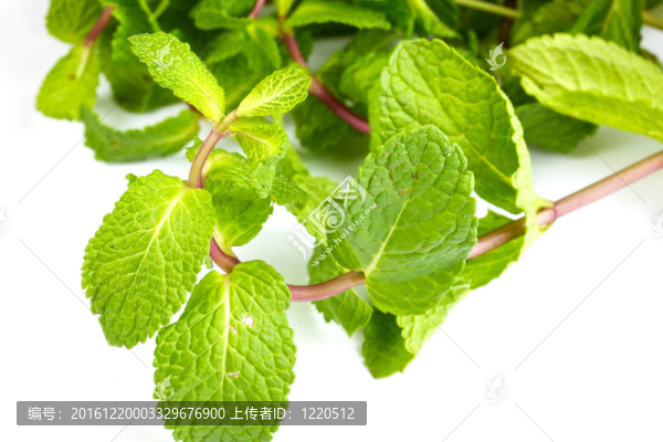 新鮮綠薄荷
