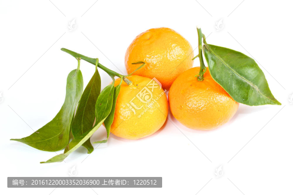 普通話與綠葉隔離