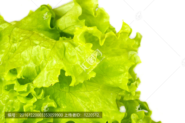 葉鮮萵苣