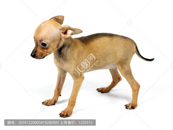 玩具犬的小狗