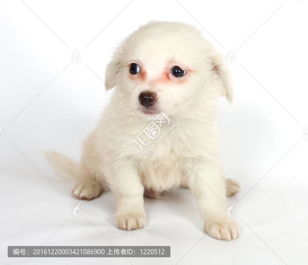 chihuhua小狗在白色的背景