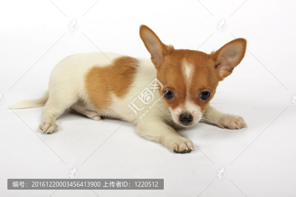 小奇瓦瓦的小狗