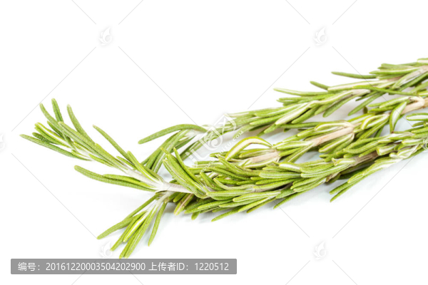白迷迭香