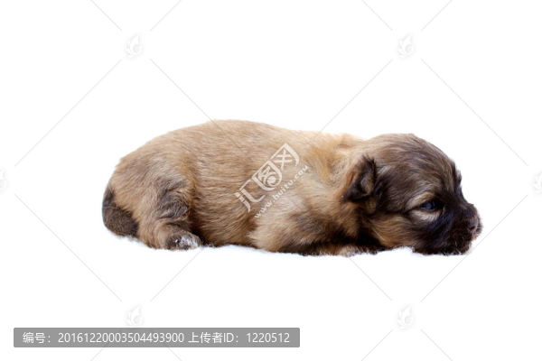 奇瓦瓦小狗白色